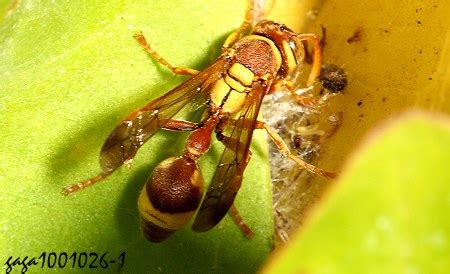 牛屎蜂|帶鈴腹胡蜂 Ropalidia fasciata 